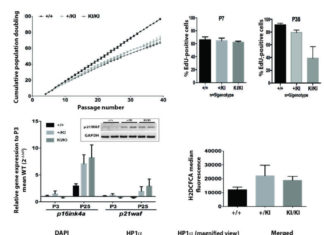 Endogenous locus-driven H-Ras G12V expression induces senescence-like phenotype in primary fibroblasts of the Costello syndrome mouse model