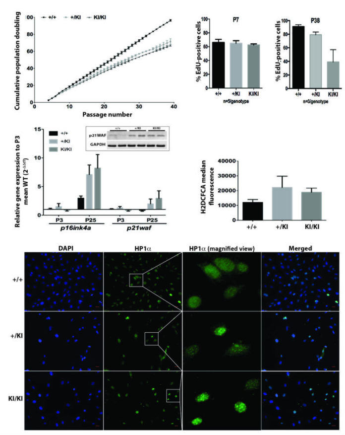 Endogenous locus-driven H-Ras G12V expression induces senescence-like phenotype in primary fibroblasts of the Costello syndrome mouse model