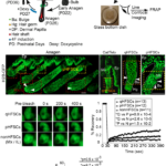 Linking chromatin dynamics, cell fate plasticity, and tissue homeostasis in adult mouse hair follicle stem cells
