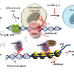 New insights into the role of non-coding RNAs as transcriptional targets of p53
