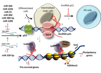 New insights into the role of non-coding RNAs as transcriptional targets of p53